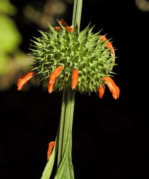 Imagem de Leonotis nepetifolia var. nepetifolia