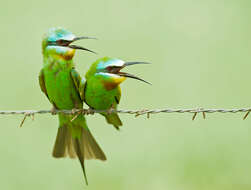 Image of Blue-cheeked Bee-eater