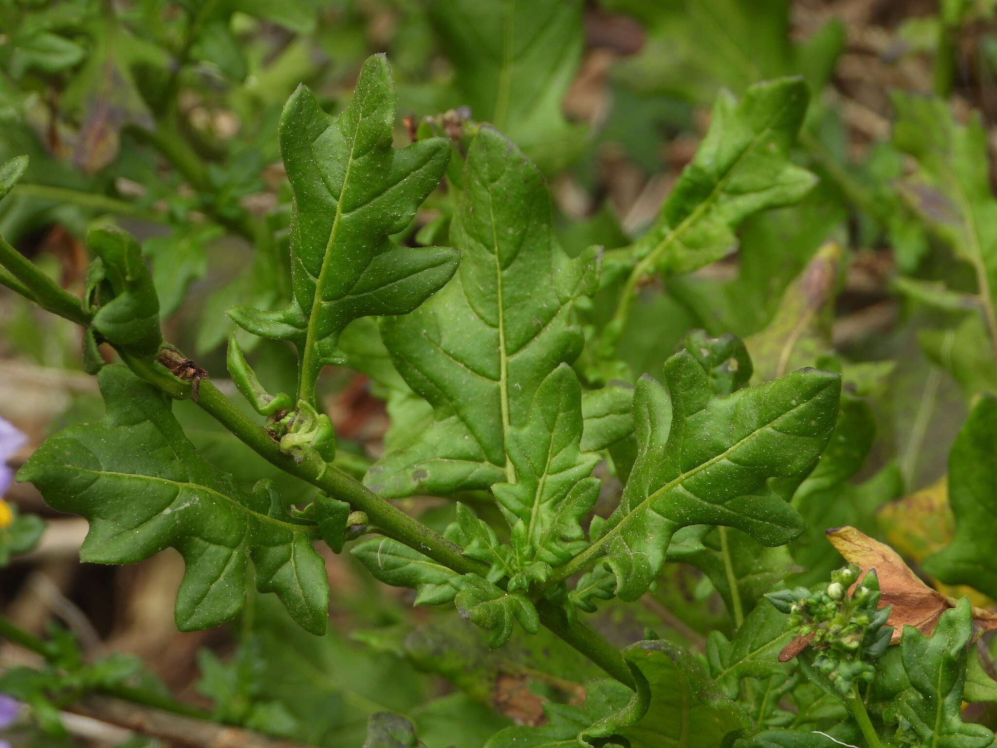 Image of Solanum pinnatum Cav.