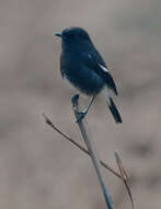 Image of Pied Bush Chat