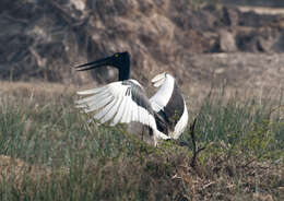 Image of Black-necked Stork