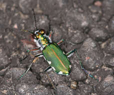 Image of Six Spotted Tiger Beetle