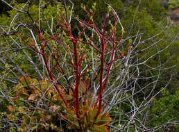 Image of Tylecodon paniculatus (L. fil.) H. Tölken