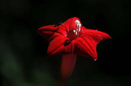 Image of Cypress Vine