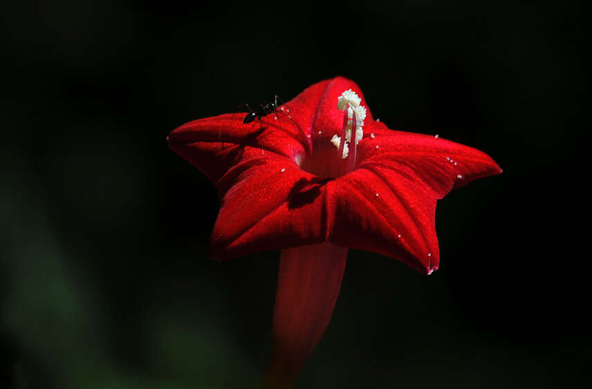 Image of Cypress Vine