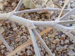 Image of <i>Astragalus <i>mohavensis</i></i> var. mohavensis