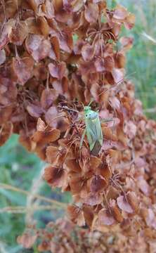 Image of Adelphocoris quadripunctatus (Fabricius 1794)