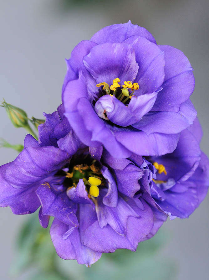 Image of showy prairie gentian