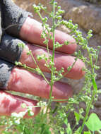 Chenopodium fremontii S. Wats. resmi