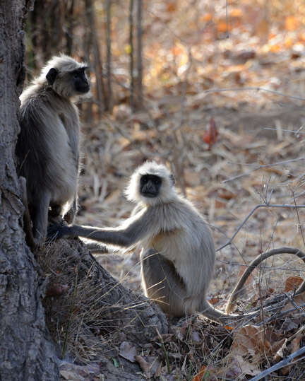 صورة Semnopithecus entellus (Dufresne 1797)