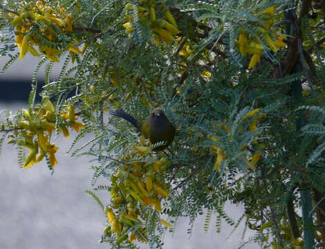 Слика од Anthornis melanura melanura (Sparrman 1786)