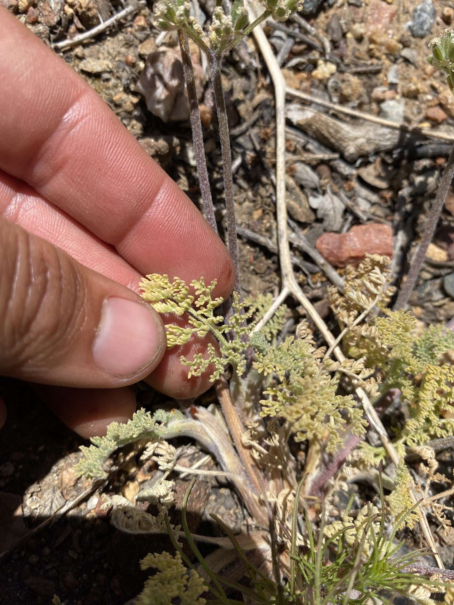 Image of woollyfruit desertparsley