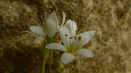 Image de Myosotis brockiei subsp. dysis Courtney & Meudt