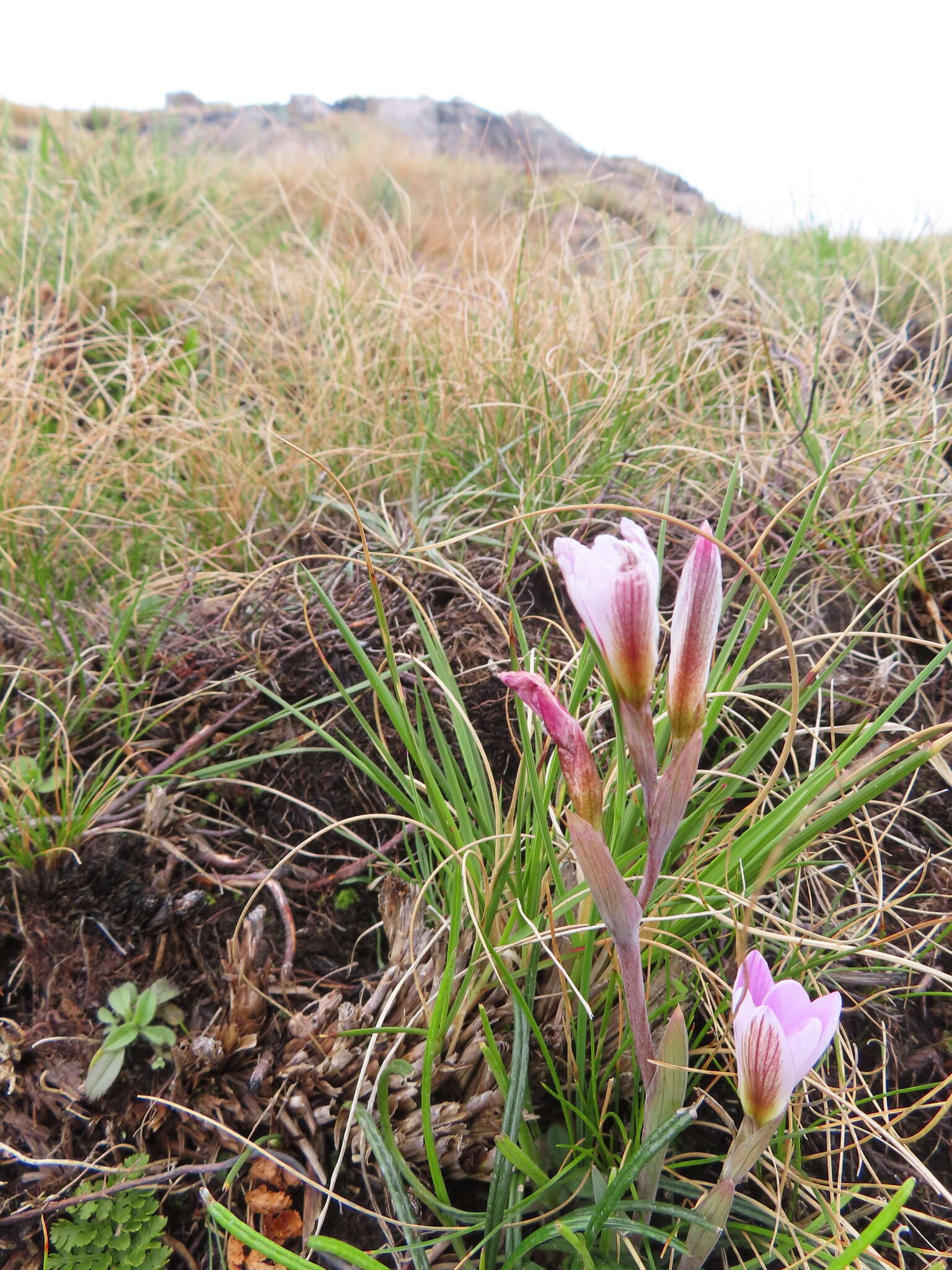 Plancia ëd Hesperantha schelpeana Hilliard & B. L. Burtt