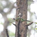 Image de Barbu à collier