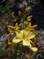 Image of Wachendorfia paniculata Burm.