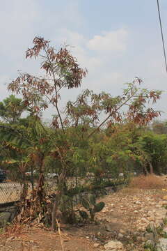 Image of white leadtree