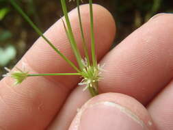 Imagem de Juncus saximontanus A. Nelson