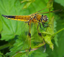 Image of Four-spotted Chaser