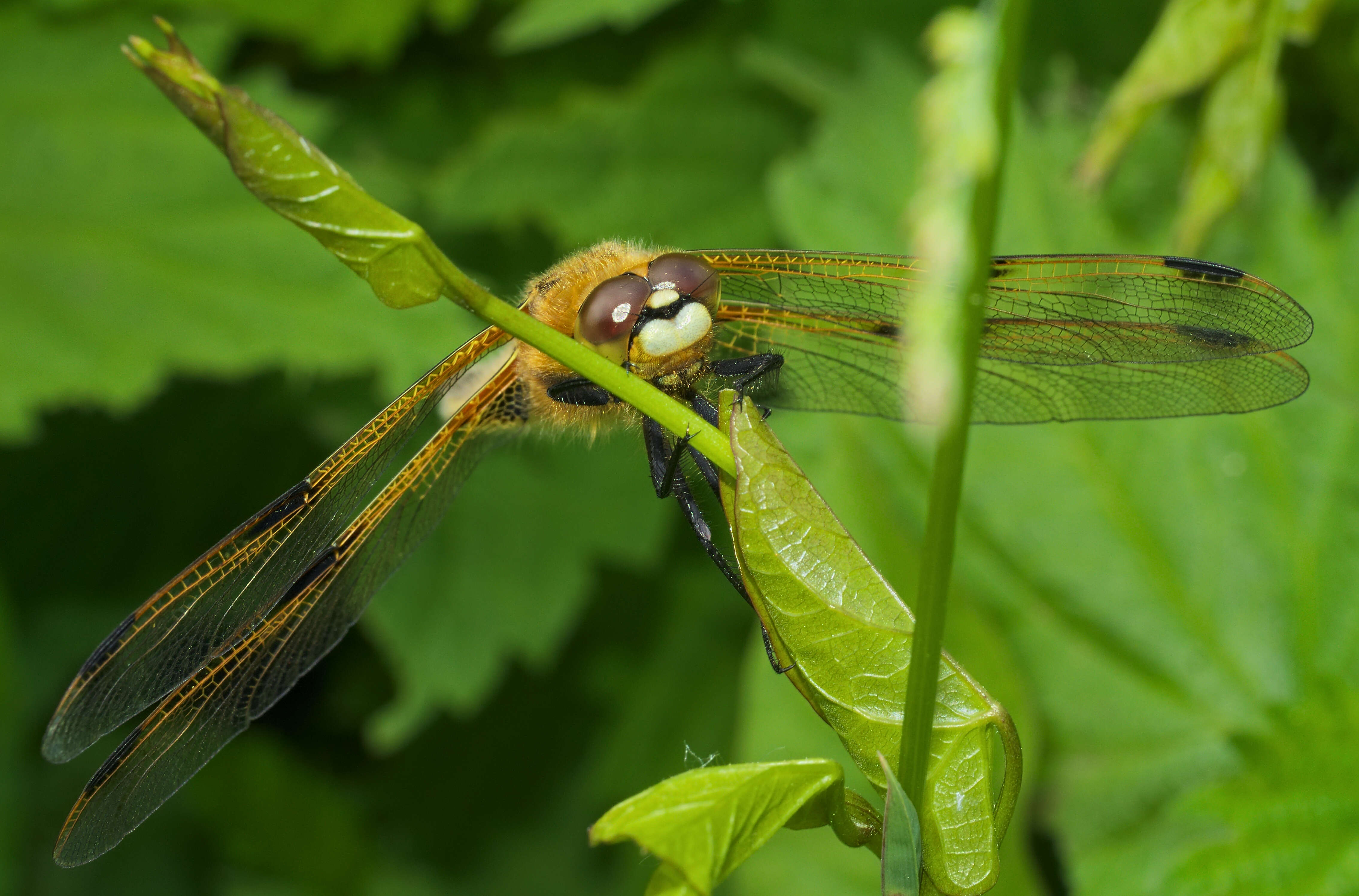 Image of Four-spotted Chaser