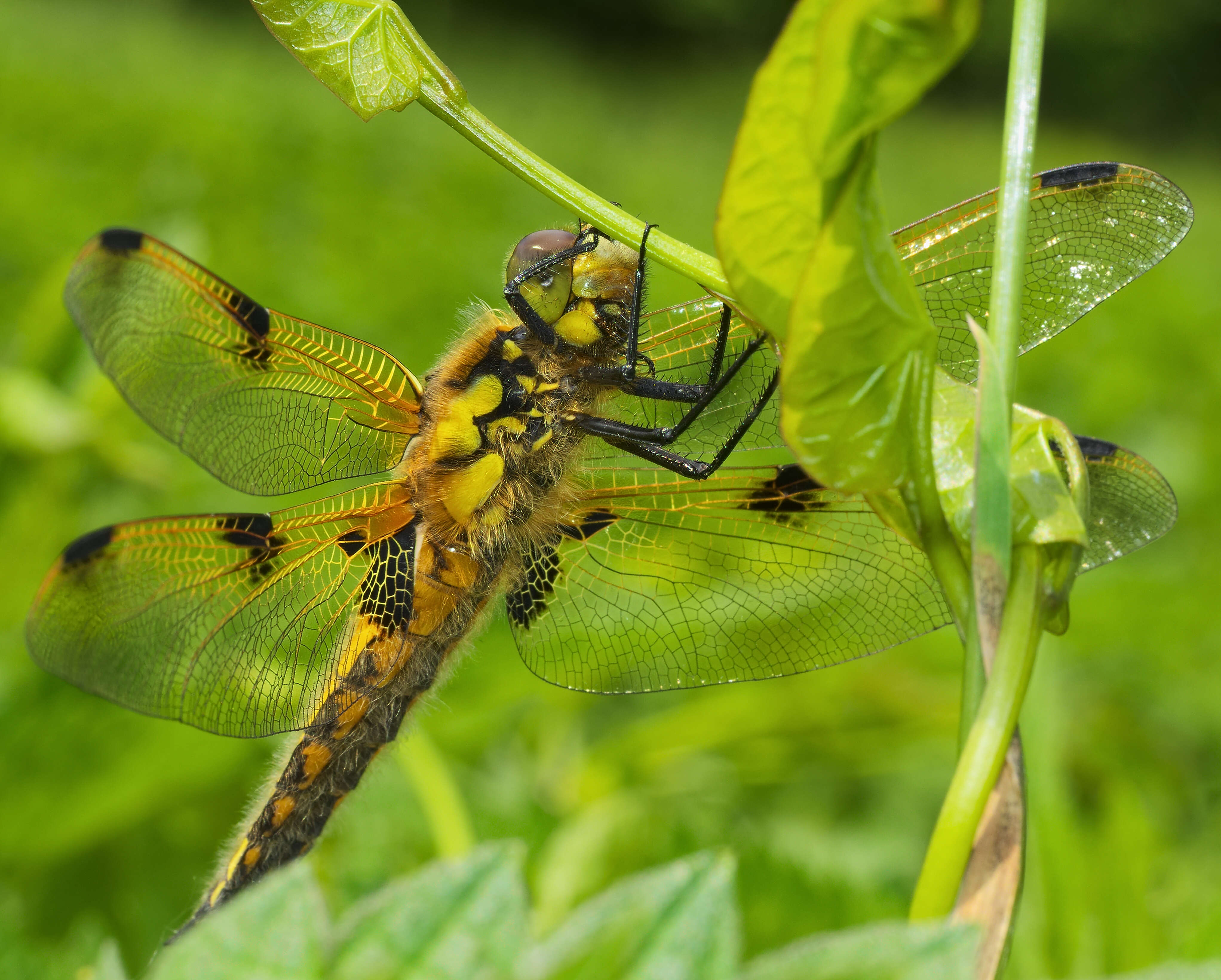 Image of Four-spotted Chaser