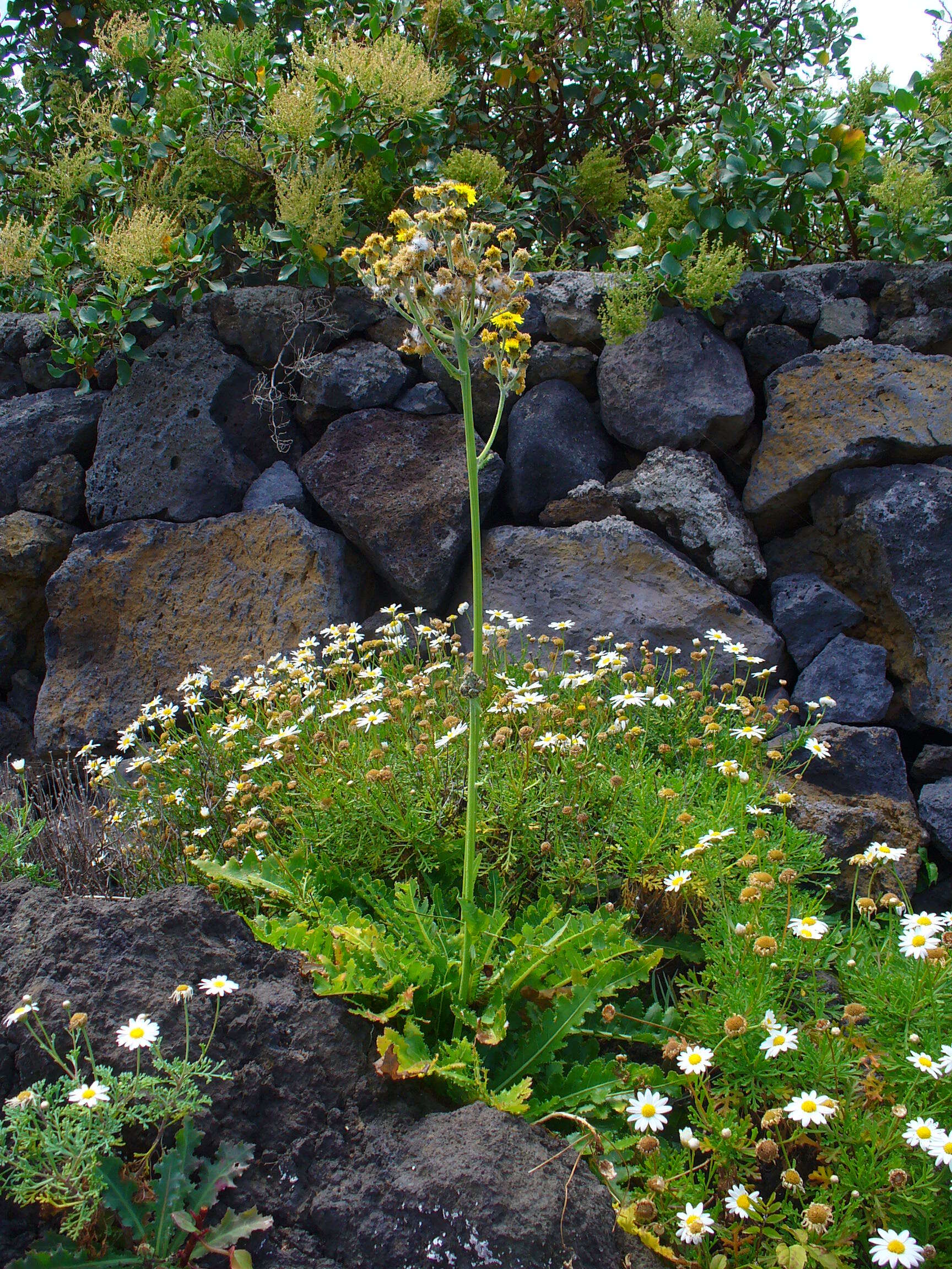 Image of Sonchus bornmuelleri Pitard