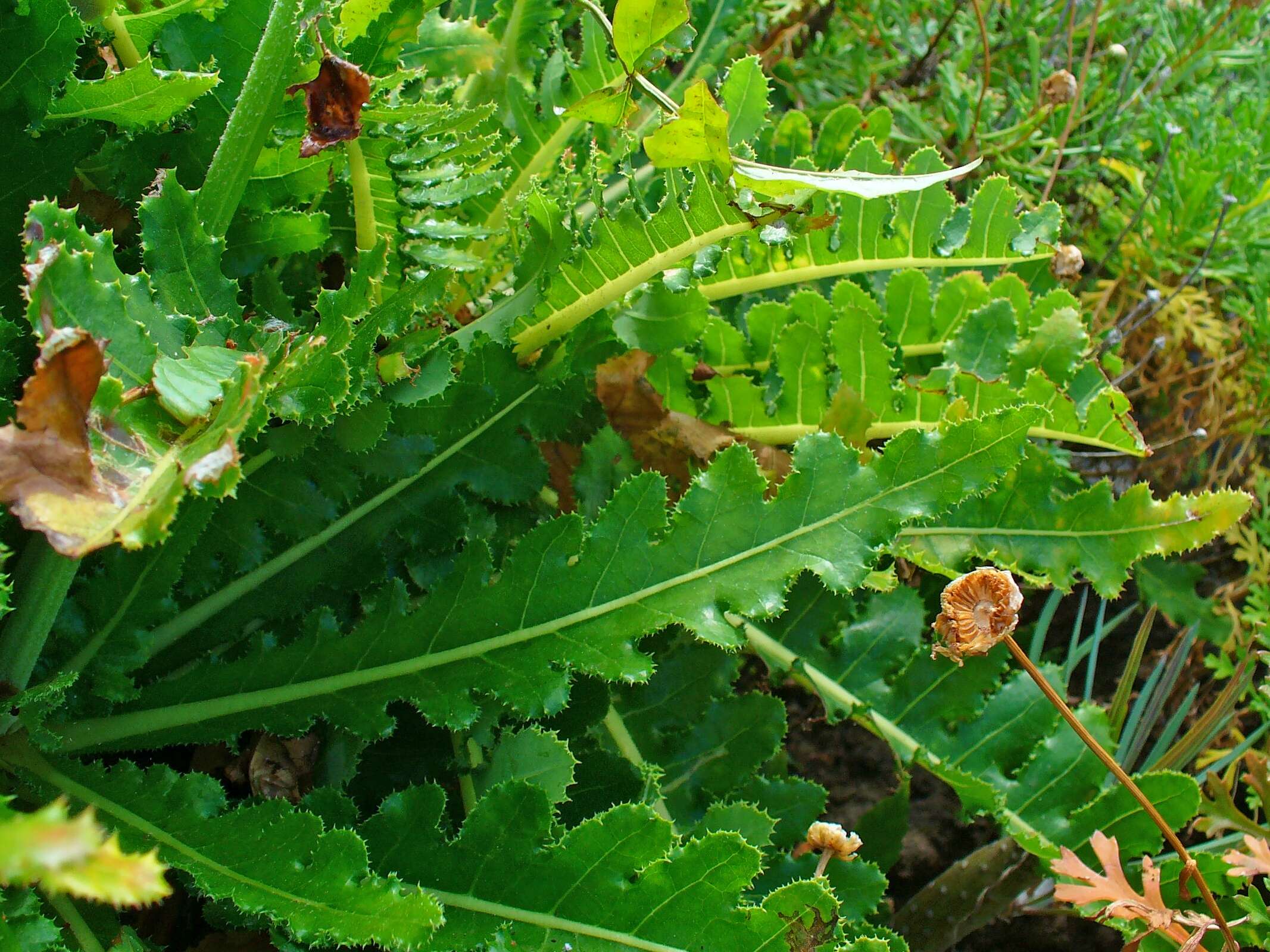 Image of Sonchus bornmuelleri Pitard