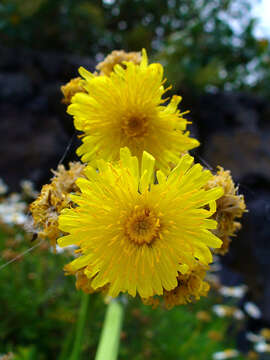 Image of Sonchus bornmuelleri Pitard