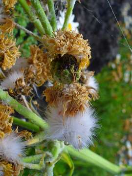 Image of Sonchus bornmuelleri Pitard