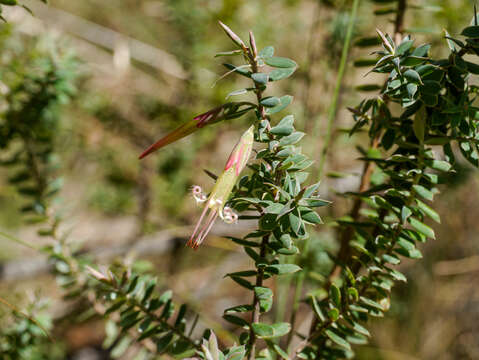 Imagem de Styphelia perileuca J. M. Powell