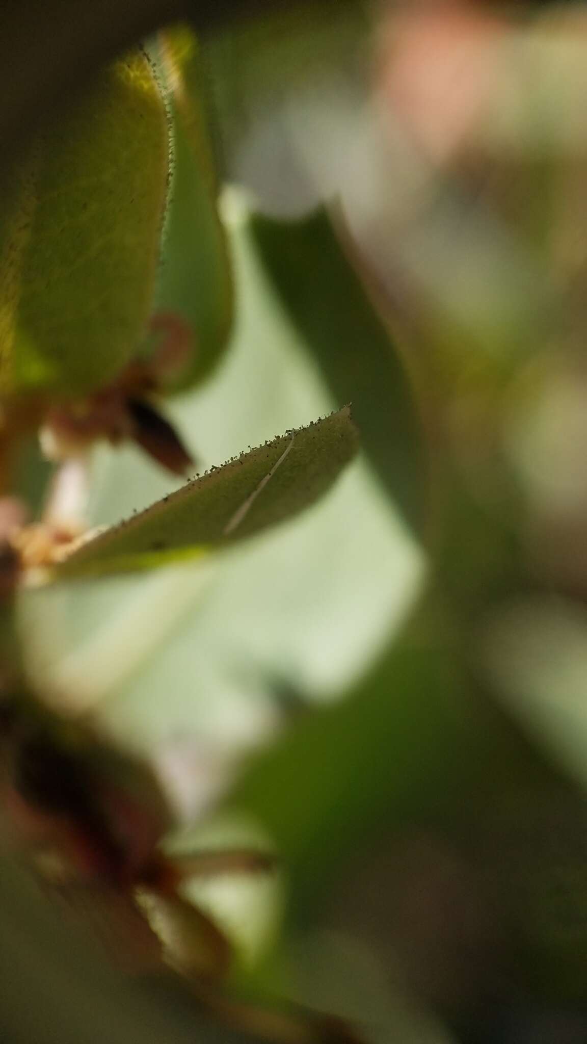 Image of Monterey manzanita