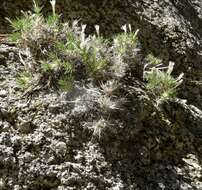 Image of San Jacinto prickly phlox