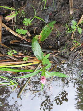 Sivun Persicaria amphibia var. stipulacea (N. Coleman) H. Hara kuva