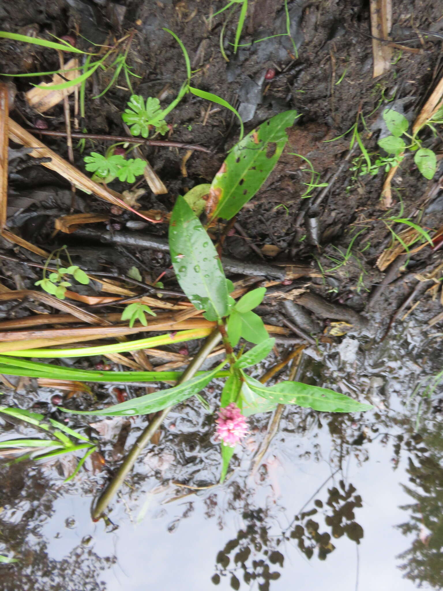 Image of water smartweed