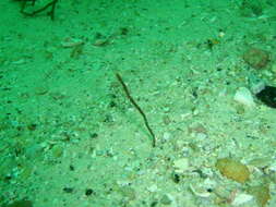 Image of Peacock worm