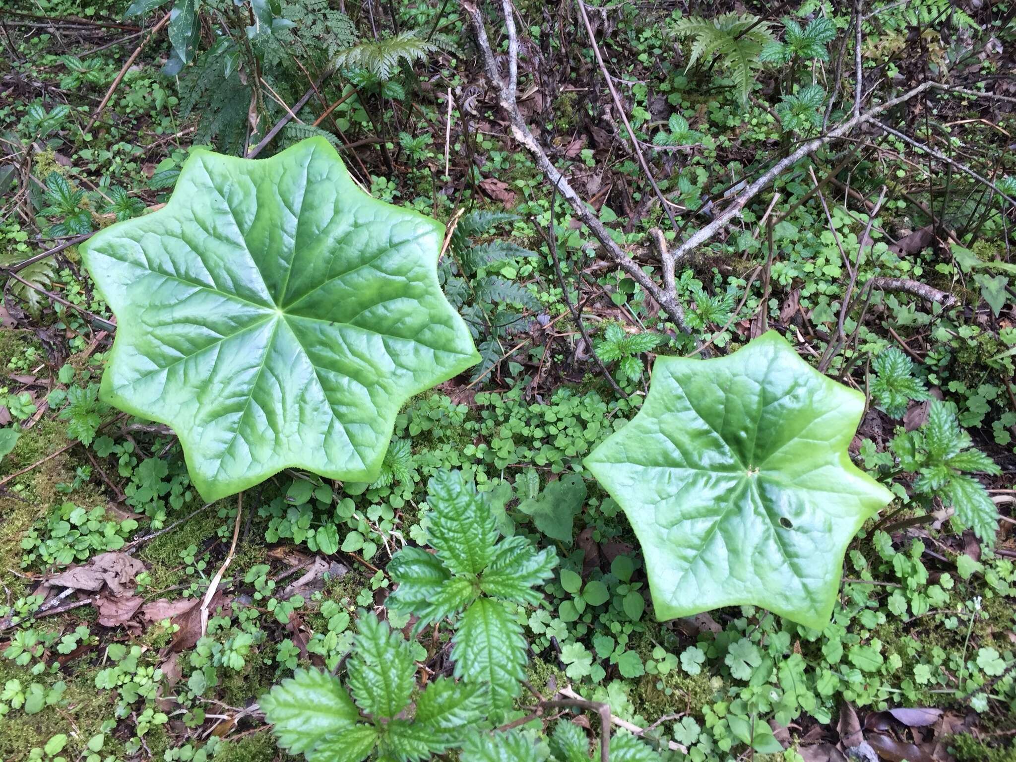 Image de Podophyllum pleianthum Hance