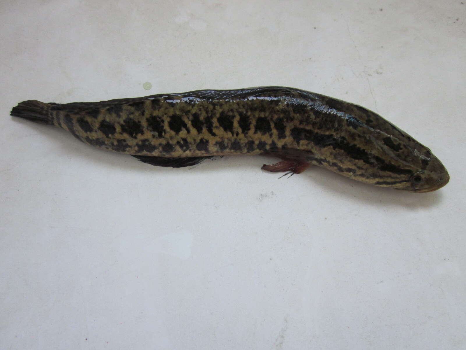 Image of Northern snakehead