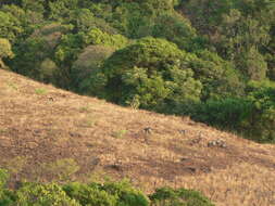 Image of Dussumier's Malabar Langur