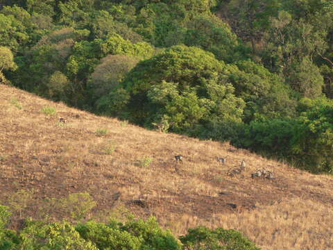 Image of Dussumier's Malabar Langur