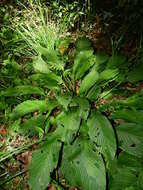 Image de Goeppertia propinqua (Poepp. & Endl.) Borchs. & S. Suárez