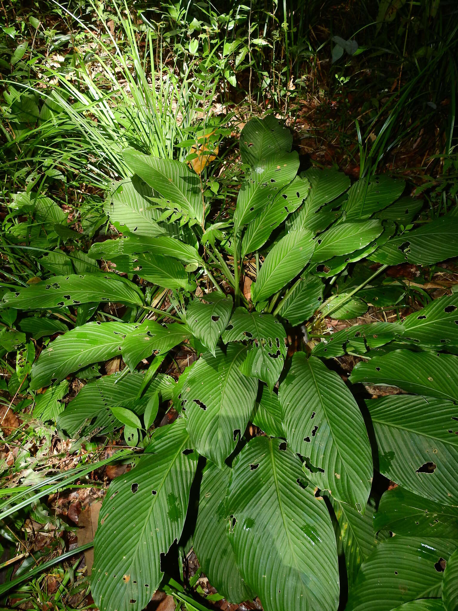 Image of Goeppertia propinqua (Poepp. & Endl.) Borchs. & S. Suárez