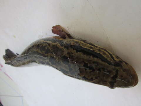 Image of Northern snakehead