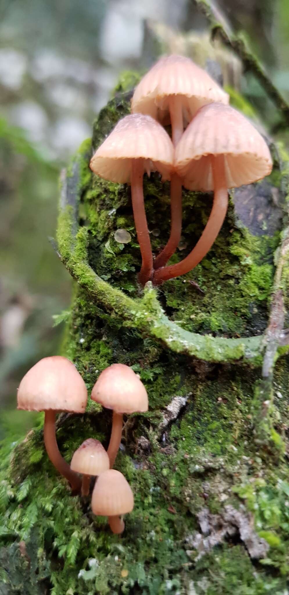 Image of Mycena parsonsiae G. Stev. 1964