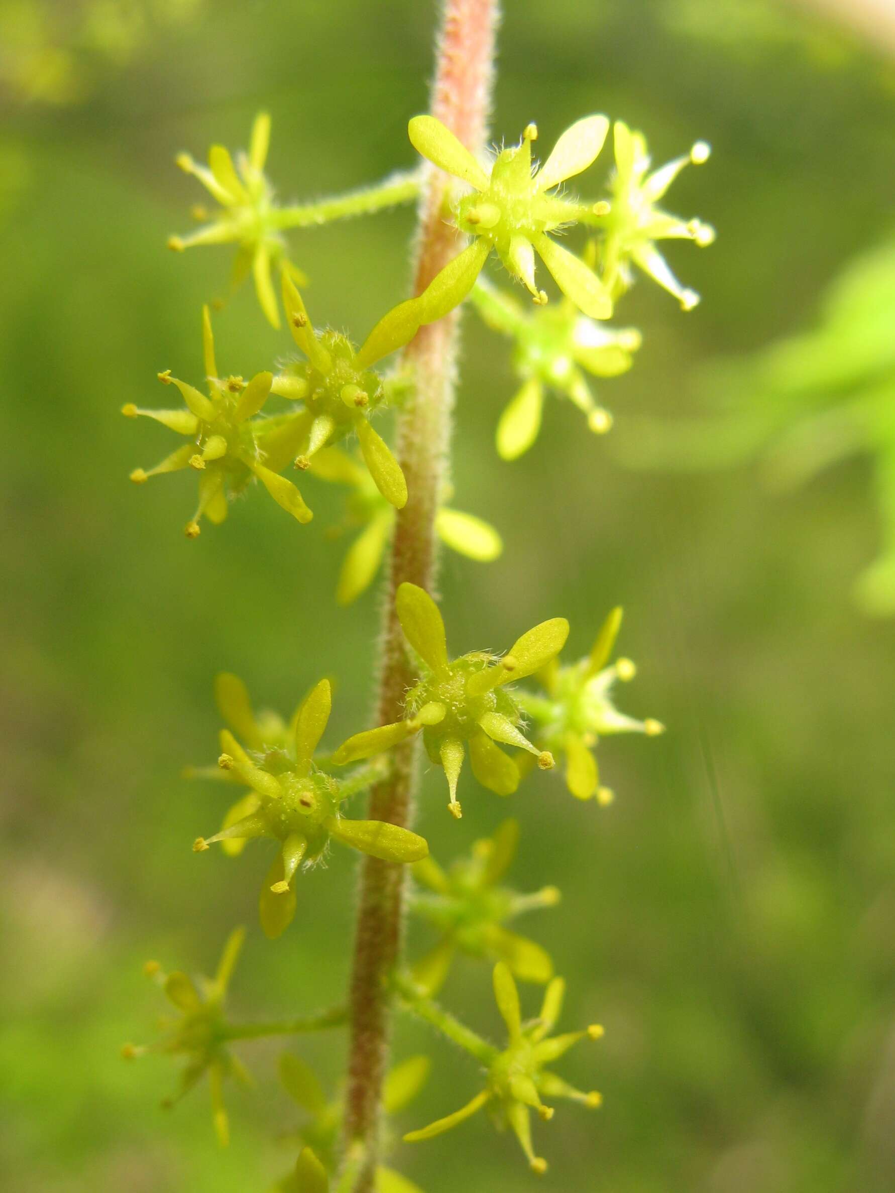 Acer cissifolium (Sieb. & Zucc.) C. Koch resmi