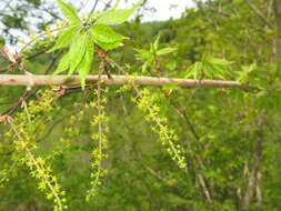 Acer cissifolium (Sieb. & Zucc.) C. Koch resmi