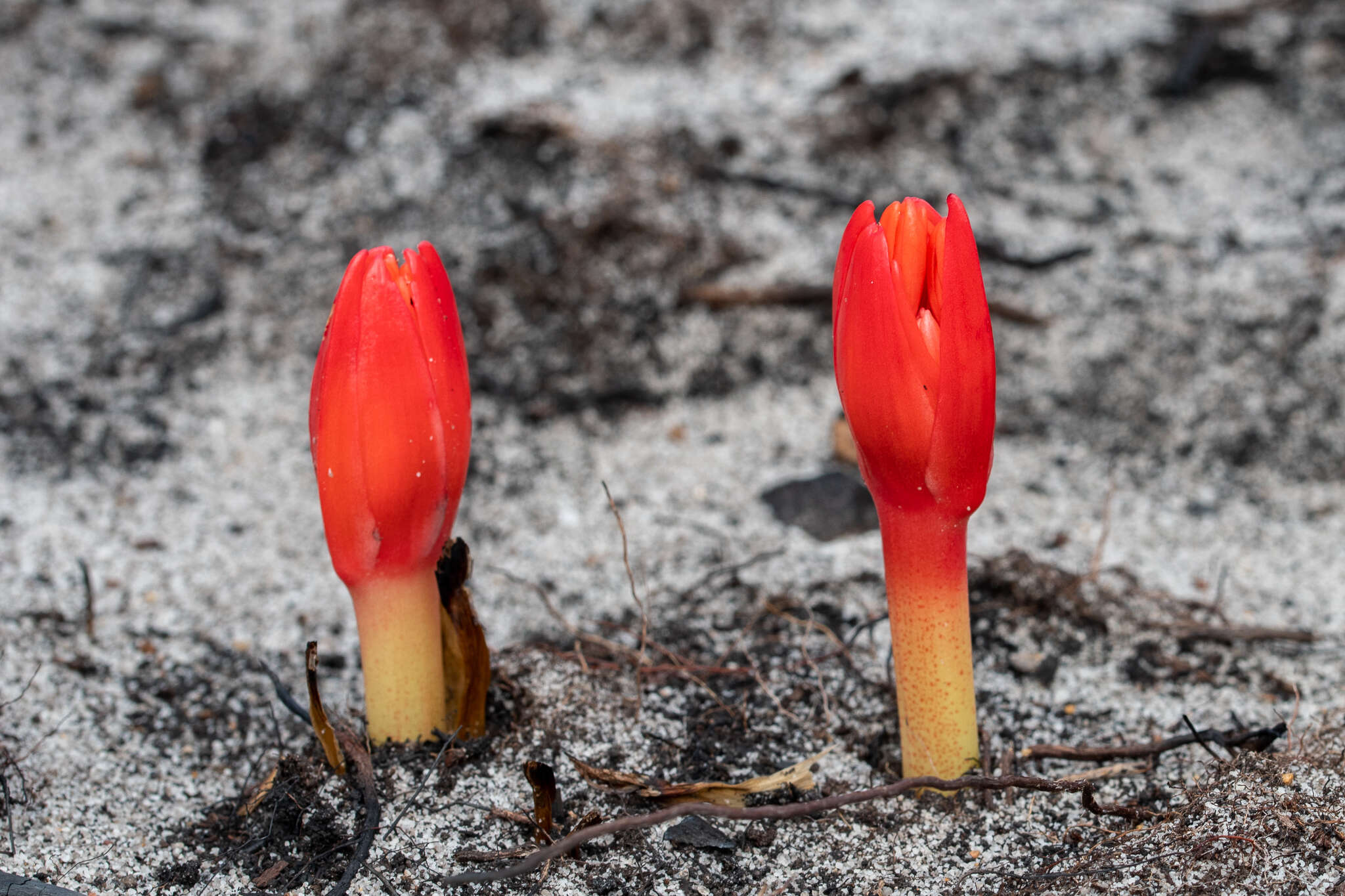 Image of Haemanthus canaliculatus Levyns