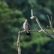 صورة Patagioenas speciosa (Gmelin & JF 1789)