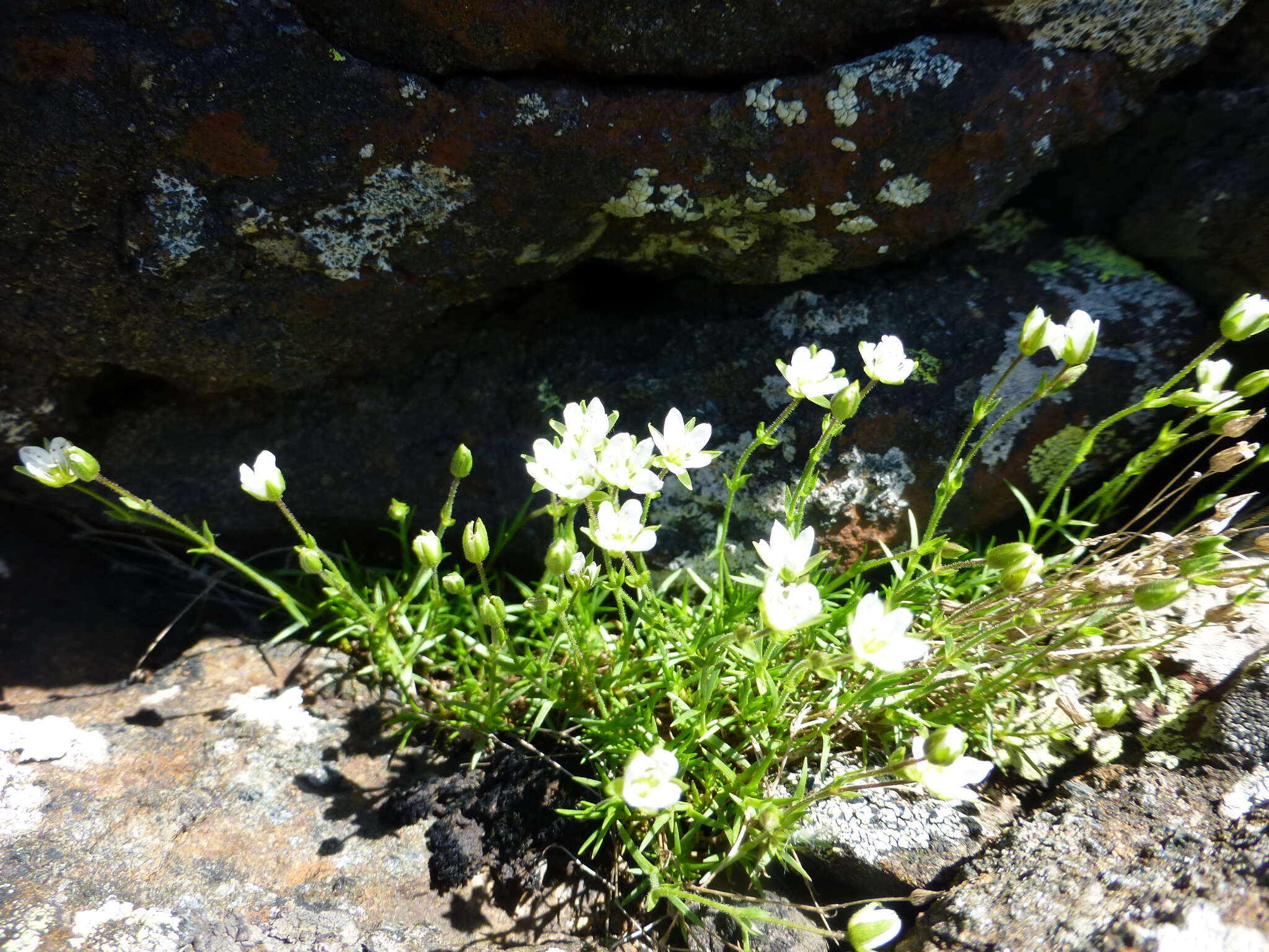 Image of Sabulina uralensis (Clerc) Dillenb. & Kadereit