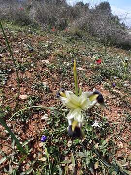 Слика од Iris tuberosa L.