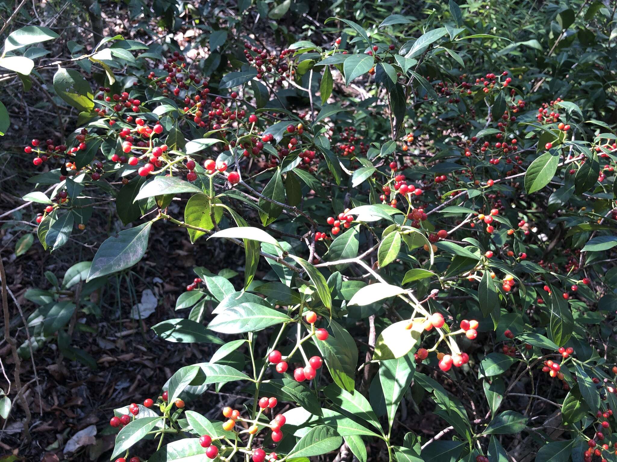 Image of Bahama Wild Coffee